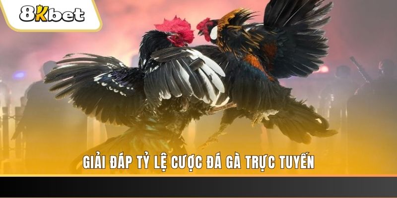 888to ga choi cau thanh